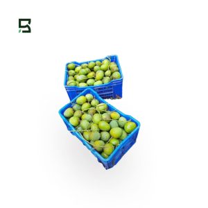 সাতক্ষীরার খাঁটি হিমসাগর আম | মৌসুমি স্পেশাল | রসালো ও মিষ্টির রাজা (১০ কেজি কমপক্ষে)