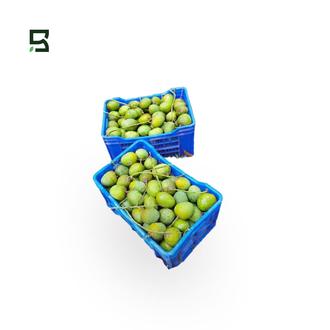 সাতক্ষীরার খাঁটি হিমসাগর আম | মৌসুমি স্পেশাল | রসালো ও মিষ্টির রাজা (১০ কেজি কমপক্ষে)