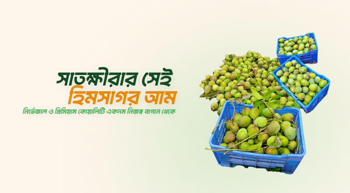 সাতক্ষীরার-সেই-হিমসাগর-আম-নির্ভেজাল-ও-প্রিমিয়াম-কোয়ালিটি-একদম-নিজস্ব-বাগান-থেকে